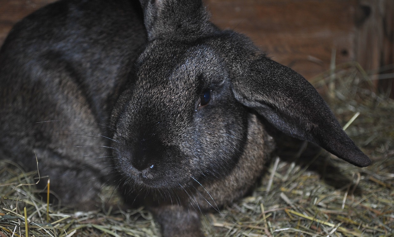 2025澳门正版资料大全:本期推荐兔、狗、鼠、蛇