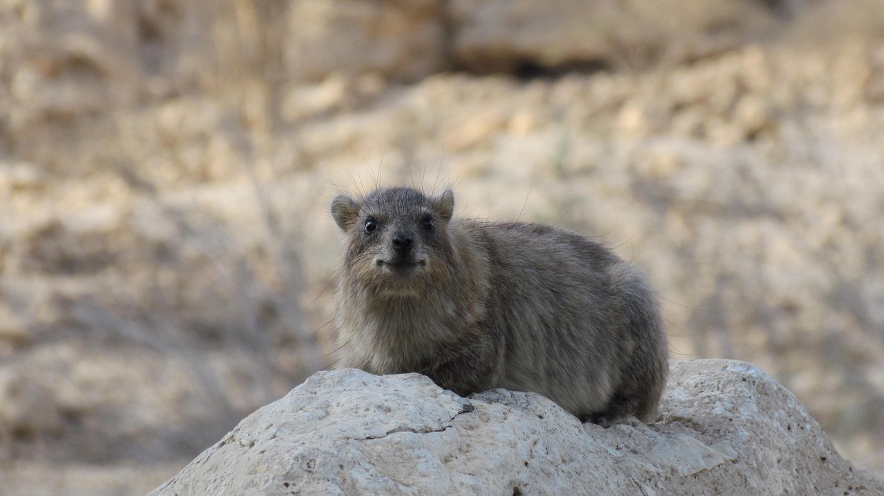 2025澳门正版资料大全:本期推荐兔、狗、鼠、蛇