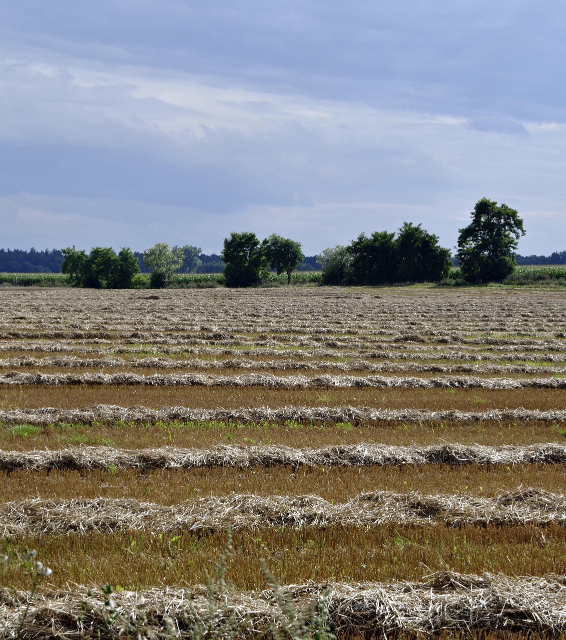 探索收藏领域最新动态与趋势,最新藏品资讯一览