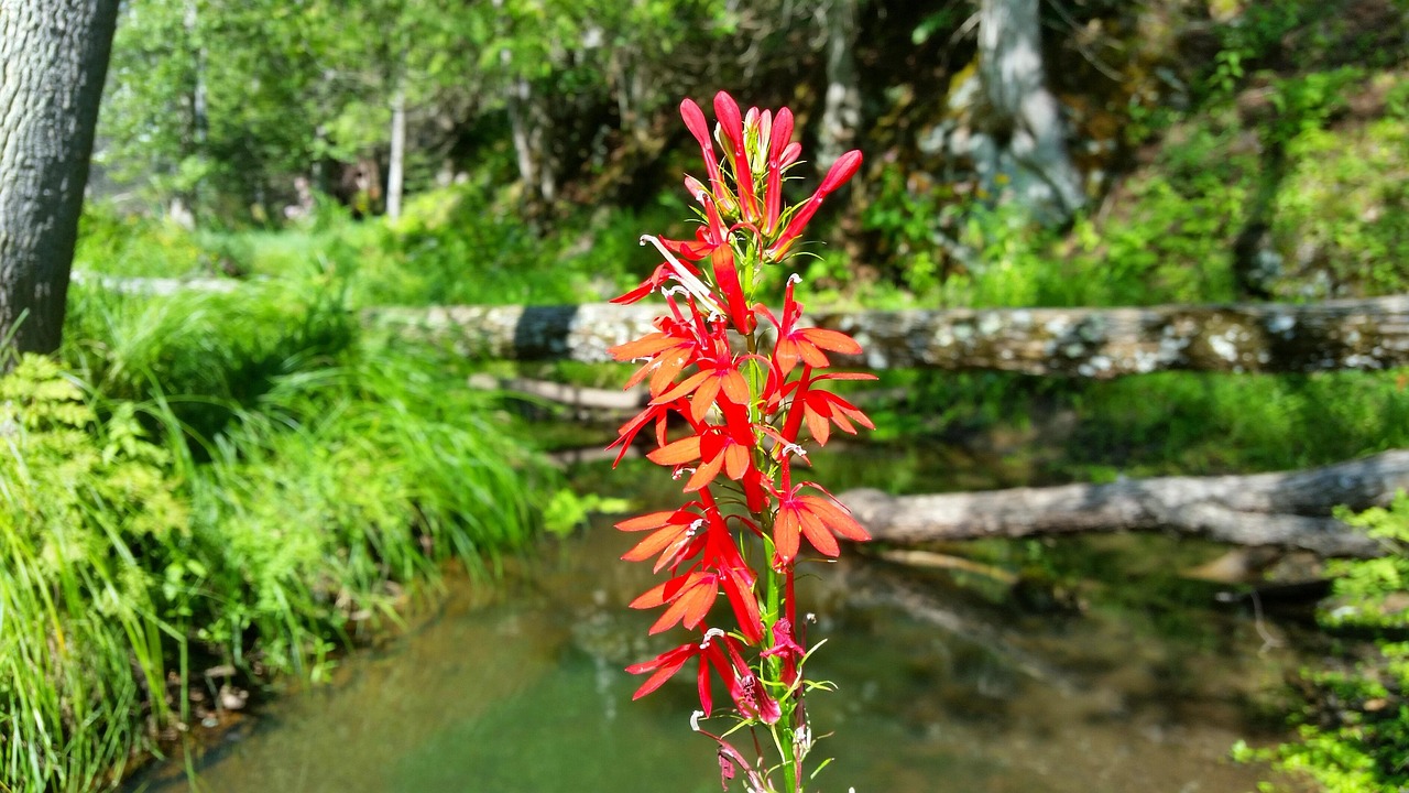 贵港园博园展现活力与进步,最新动态揭秘园林盛景